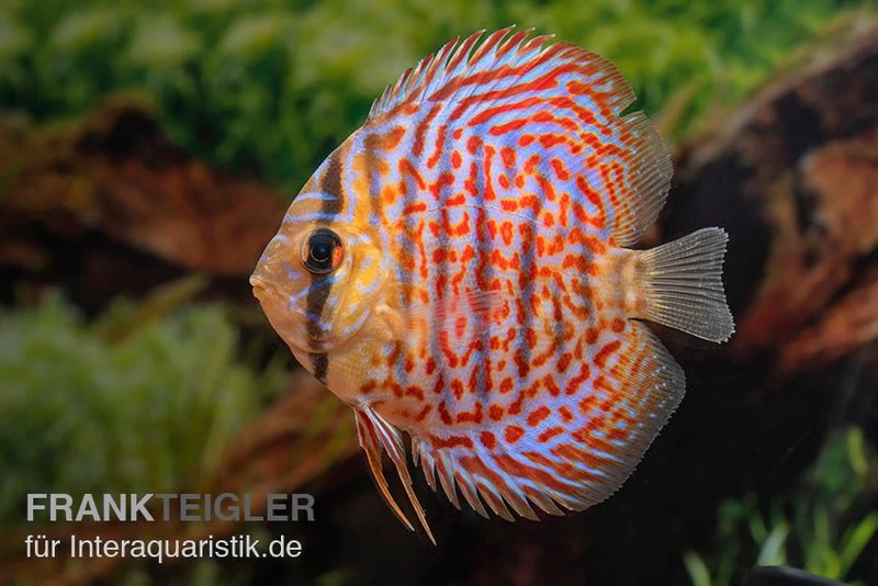 Diskusfisch ASIA-NZ, Symphysodon Discus Leopard – Bild 3