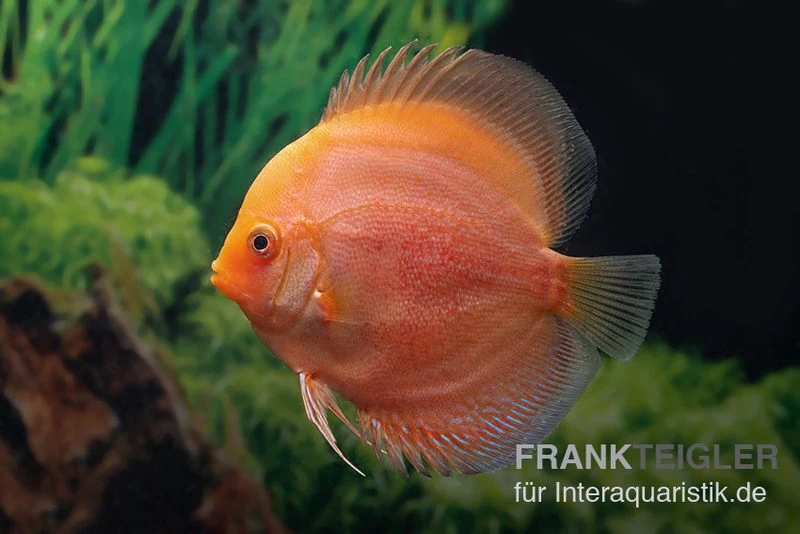Diskusfisch ASIA-NZ, Symphysodon Discus Red Panda – Bild 2