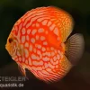 Diskusfisch ASIA-NZ, Symphysodon Discus Star Trek