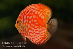 Diskusfisch ASIA-NZ, Symphysodon Discus Star Trek