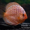 Diskusfisch ASIA-NZ, Symphysodon Discus Snake Skin Red Spotted