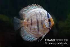 Diskusfisch ASIA-NZ, Symphysodon Discus Blue Turquoise (Blue German)