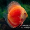 Diskusfisch ASIA-NZ, Symphysodon Discus Marlboro Red