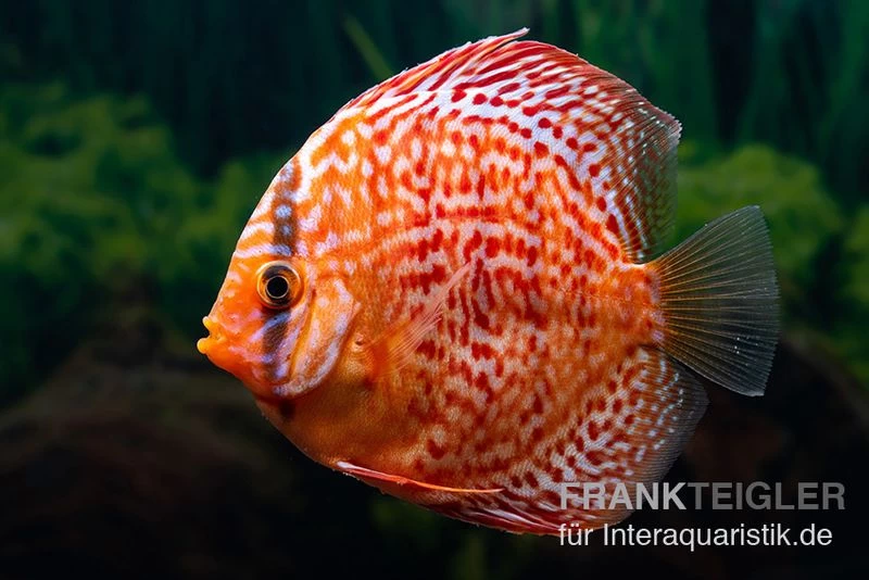 Diskusfisch ASIA-NZ, Symphysodon Discus Red Dragon
