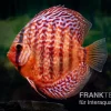 Diskusfisch ASIA-NZ, Symphysodon Discus Red Turquoise (Red Royal)