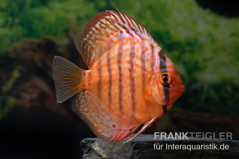 Diskusfisch ASIA-NZ, Symphysodon Discus Super Turquoise (Purple Turquoise)
