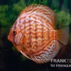 Diskusfisch ASIA-NZ, Symphysodon Discus Red Eagle Turquoise