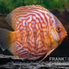 Diskusfisch ASIA-NZ, Symphysodon Discus Red Diamond