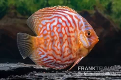 Diskusfisch ASIA-NZ, Symphysodon Discus Red Diamond