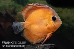 Diskusfisch ASIA-NZ, Symphysodon Discus Rose Red