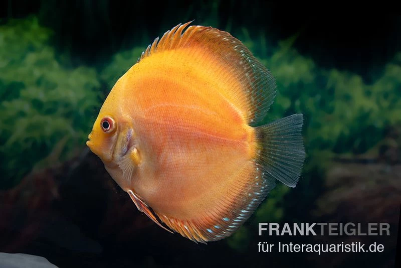 Diskusfisch ASIA-NZ, Symphysodon Discus Red Spotted Gold
