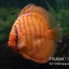 Diskusfisch ASIA-NZ, Symphysodon Discus Super Red Brown