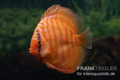 Diskusfisch ASIA-NZ, Symphysodon Discus Super Red Brown