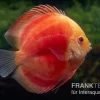 Diskusfisch ASIA-NZ, Symphysodon Discus Red Ruby