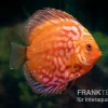 Diskusfisch ASIA-NZ, Symphysodon Discus Pigeon Snake Red Turquoise