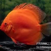 Diskusfisch ASIA-NZ, Symphysodon Discus Super Red