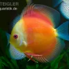 Diskusfisch ASIA-NZ, Symphysodon Discus Red Doll (Red Melon)