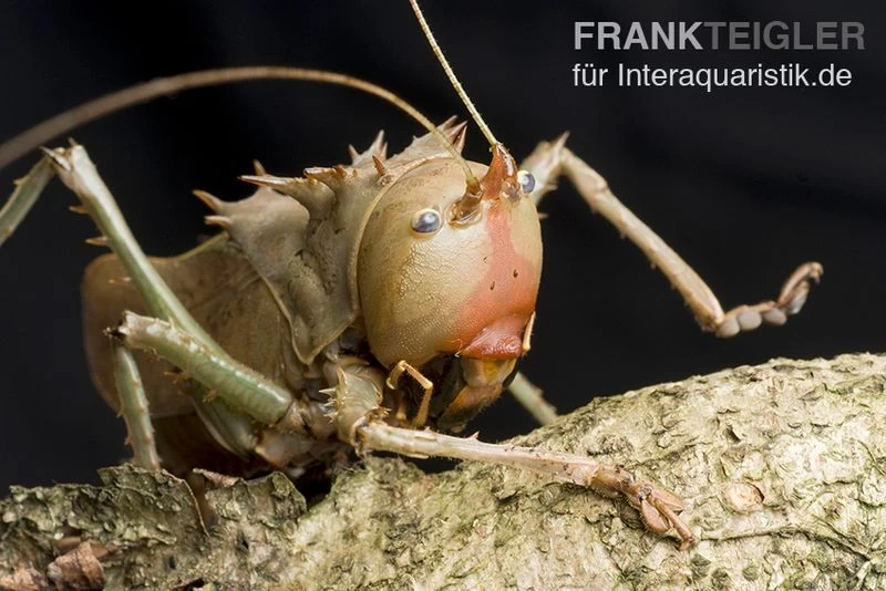Drachenkopfschrecke, Eumegalodon Spec. – Bild 2