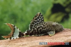 Dunkelbrauner Riesenharnischwels, Panaque Schaeferi (L 203)