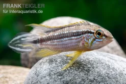 Elisabeth’s Zwergbuntbarsch, Apistogramma Elizabethae