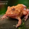Erdbeer-Pacman-Frog, Ceratophrys Cranwelli Strawberry