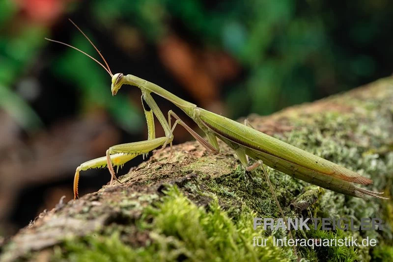 Europäische Gottesanbeterin, Mantis Religiosa – Bild 2