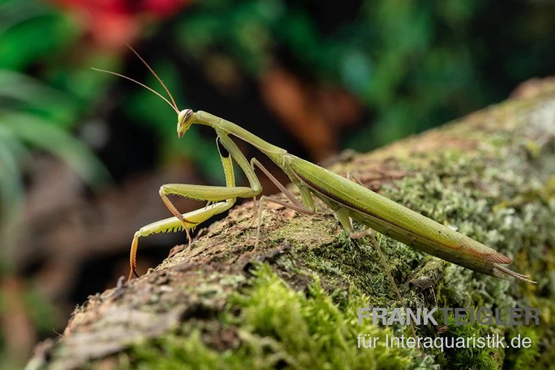 Europäische Gottesanbeterin, Mantis Religiosa – Bild 3