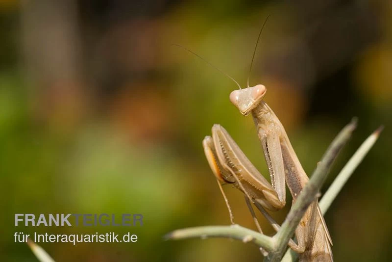 Europäische Gottesanbeterin, Mantis Religiosa – Bild 4
