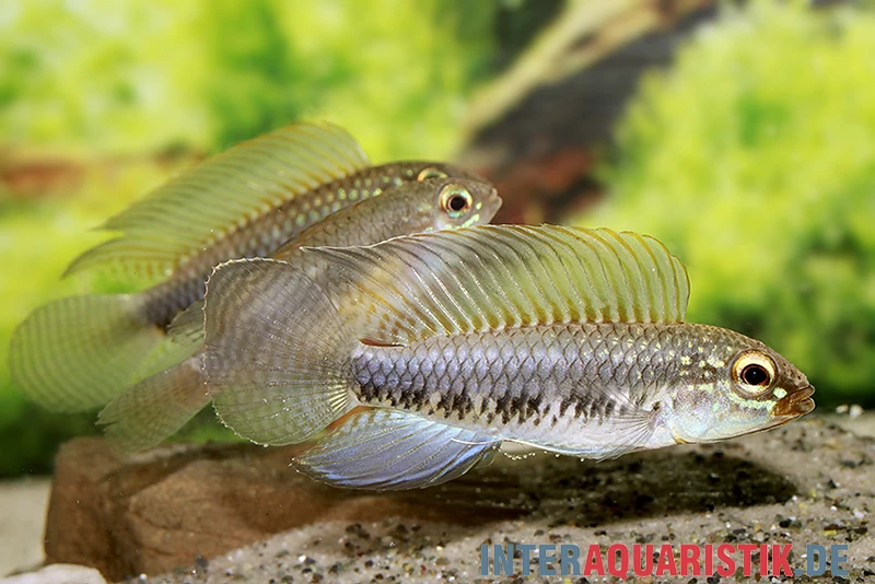 Fadenflossen-Zwergbuntbarsch, Apistogramma Iniridae, Paarweise – Bild 2