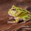 Fantasy Pacman Frog Grün, Ceratophrys Cornuta X Ceratophrys Cranwelli