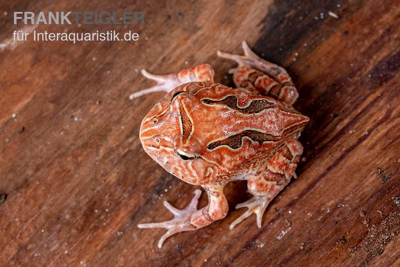 Fantasy Pacman Frog Rot, Ceratophrys Cornuta X Ceratophrys Cranwelli – Bild 3