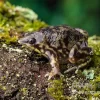 Ferkelfrosch, Hemisus Marmoratus