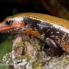 Feuerskink, Riopa Fernandi