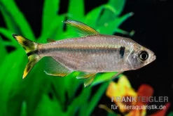 Flammenkongosalmler, Alestopetersius Nigropterus