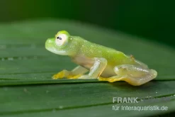 Fleischmann's Glasfrosch, Hyalinobatrachium Fleischmanni