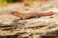 Florida-Riff-Gecko, Sphaerodactylus Notatus