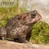 Floridakröte, Bufo Terrestris