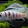 Fsh Perlosi, Hybride Aus Pseudotropheus/Labidochromis, DNZ