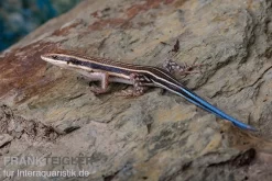 Fünfstreifenskink, Trachylepis Quinquetaeniata