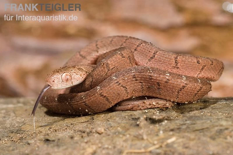 Gansi-Eierschlange, Dasypeltis Gansi – Bild 2