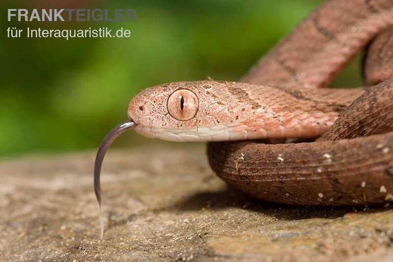 Gansi-Eierschlange, Dasypeltis Gansi – Bild 4