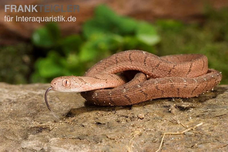 Gansi-Eierschlange, Dasypeltis Gansi – Bild 5