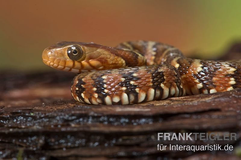 Gebänderte Wassernatter, Nerodia Fasciata – Bild 2