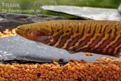 Gebänderter Messerfisch, Gymnotus Carapo