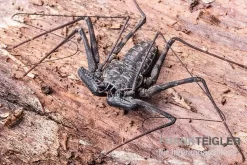 Geißelspinne, Phrynus Mexicanum