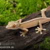 Streifengecko, Gekko Vittatus