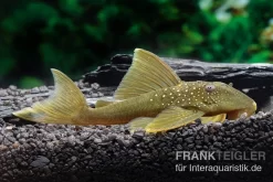 Gelber Phantomwels, L 200, Hemiancistrus Subviridis