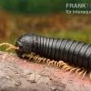 Gelbfüssiger Tausendfüßer, Microtrullius Uncinatus