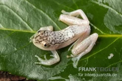 Gelbpunktriedfrosch, Heterixalus Alboguttatus