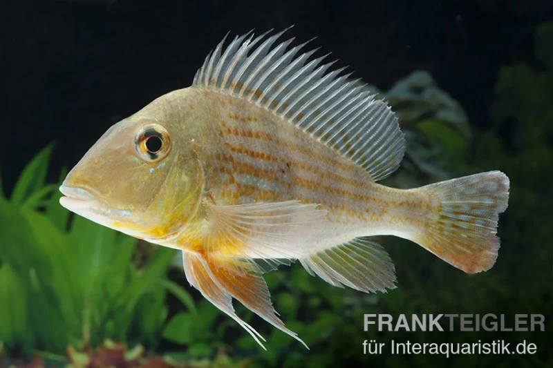 Rotstreifen-Erdfresser, Geophagus Surinamensis – Bild 2